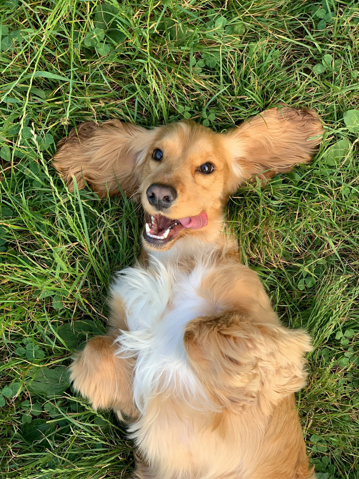 Discover the Benefits of Postbiotics for Dogs: Help Improve Their Gut Health, Their Immune System, and Support Overall Wellness