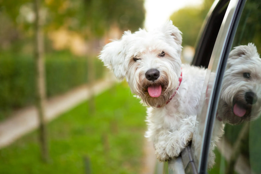 Dog-travelling: a complete guide on holidays with your pet