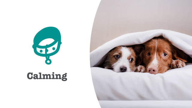 Calming Supplements for Dogs