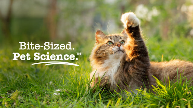 Cat Supplements
