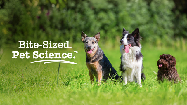 Dog Supplements