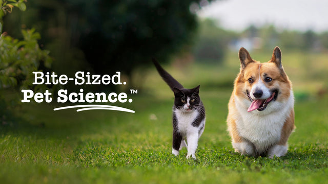 Our supplements