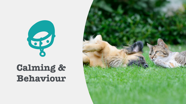 Calming Supplements for Cats & Dogs