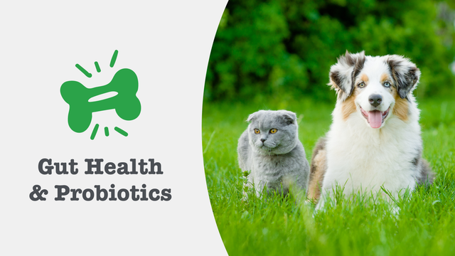 Digestive Care Supplements for Cats & Dogs