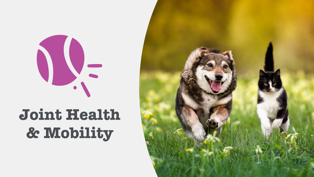 Joints & Mobility Supplements for Cats & Dogs