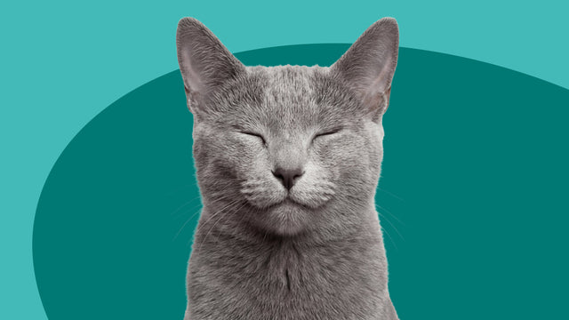 Calming Supplements for Cats & Dogs