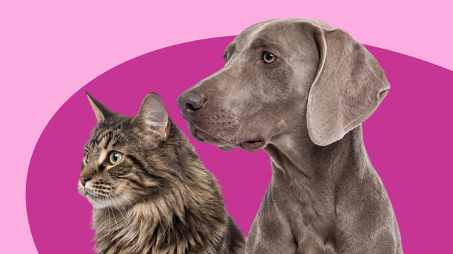 Joints & Mobility Supplements for Cats & Dogs