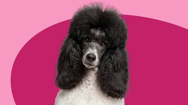 Skin and Coat Supplements for Cats & Dogs