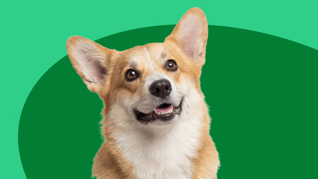 Digestive Care Supplements for Dogs and Cats