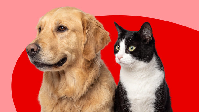 Immune System Care Supplements for Cats & Dogs