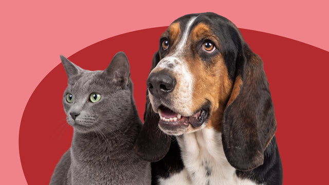 Urinary Care Supplements for Cats & Dogs