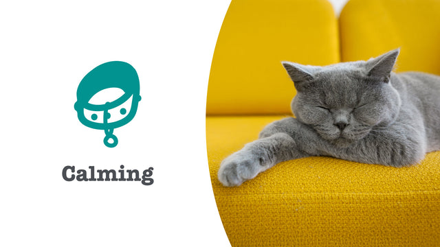 Calming Supplements for Cats