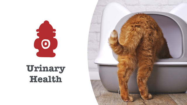 Urinary Care Supplements for Cats