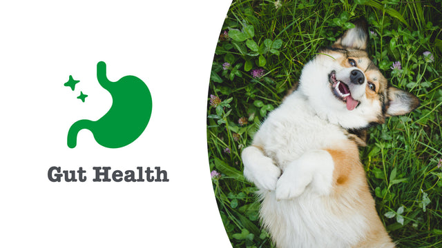 Digestive Care Supplements for Dogs