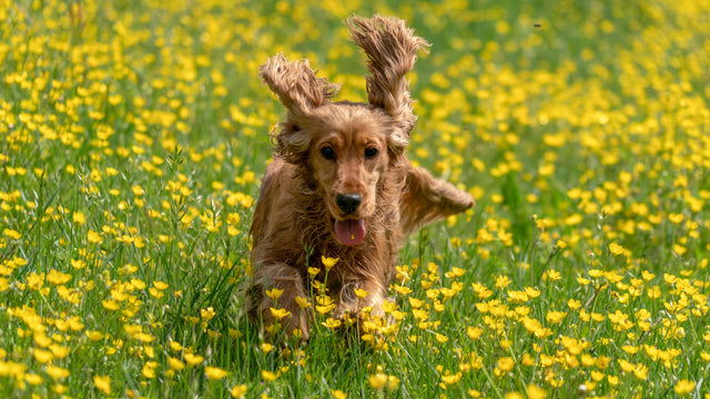 Immune System Care Supplements for Dogs