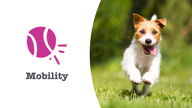 Joints & Mobility Supplements for Dogs