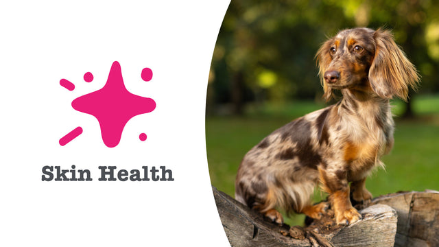 Skin & Coat Supplements for Dogs