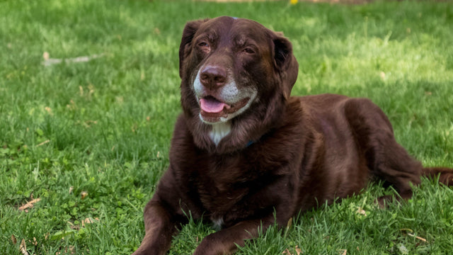 Senior Dog Supplements