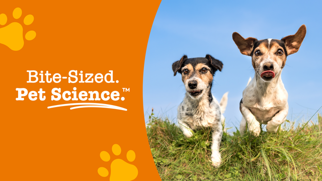 Dog Supplements