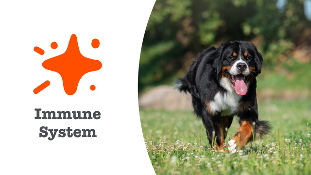 Immune System Care Supplements for Dogs