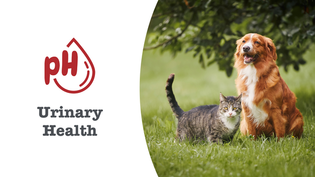 Urinary Care Supplements for Cats & Dogs
