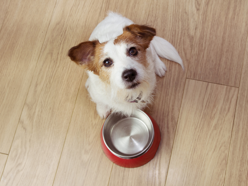 A dog with an empty food bowl looking up