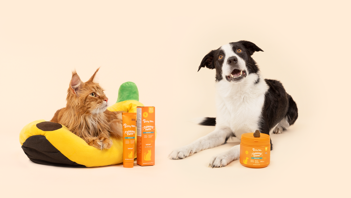 Cat and dog with Zesty Paws products on a beige background