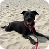 Black dog lying on sandy beach