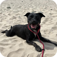 Black dog lying on sandy beach