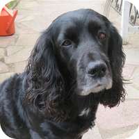 Black dog sitting on a stone surface.