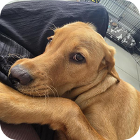 Brown dog with their head resting on a person's lap.