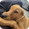 Brown dog being held by a person with a blurred background