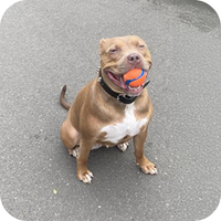 Dog with a ball in its mouth on a gray pavement