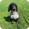 Dog sitting on grass