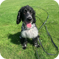 Dog sitting on grass