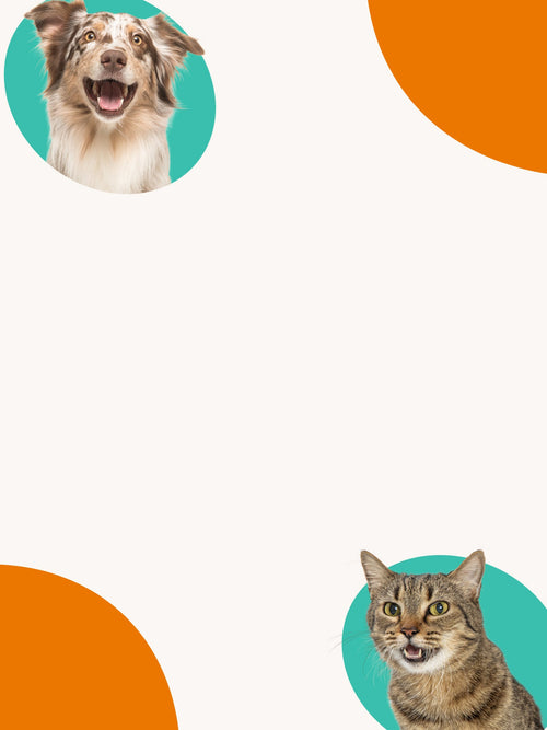 Cat and dog with opened mouth in circular frames on a white background with orange and teal elements