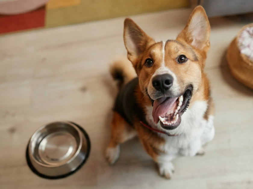 Keeping a dog hydrated during diarrhoea