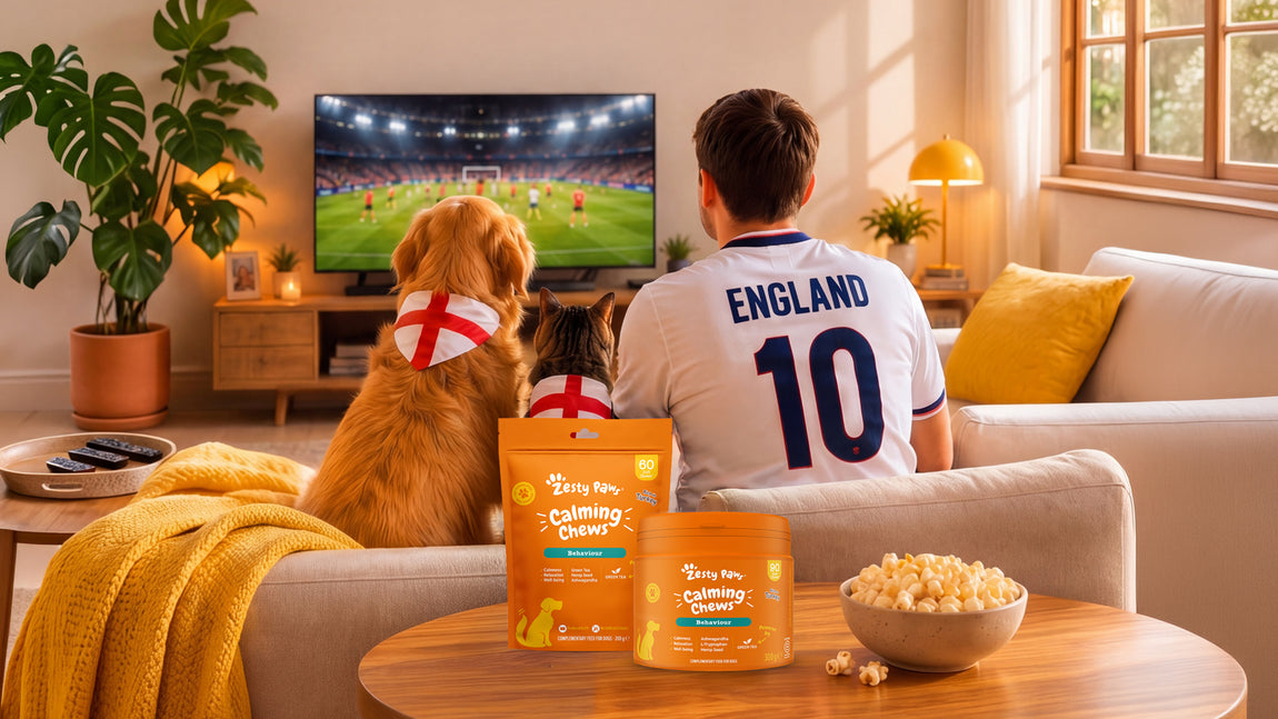 Man and dog watching sports on TV with snacks on a table