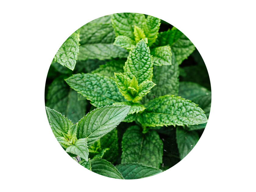 Peppermint Oil