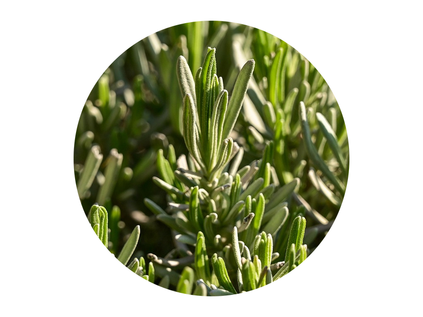 Rosemary Oil