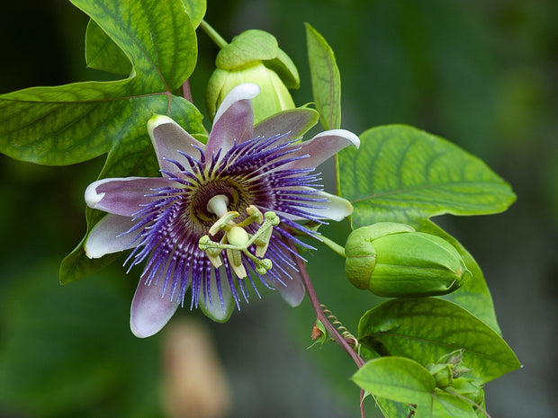 Passion Flower