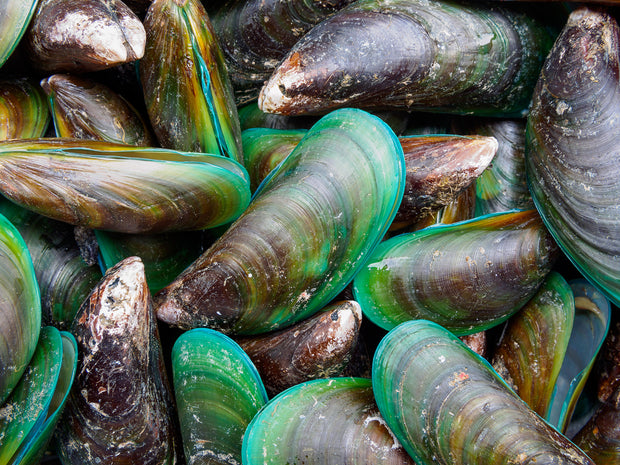 Green-Lipped Mussel 