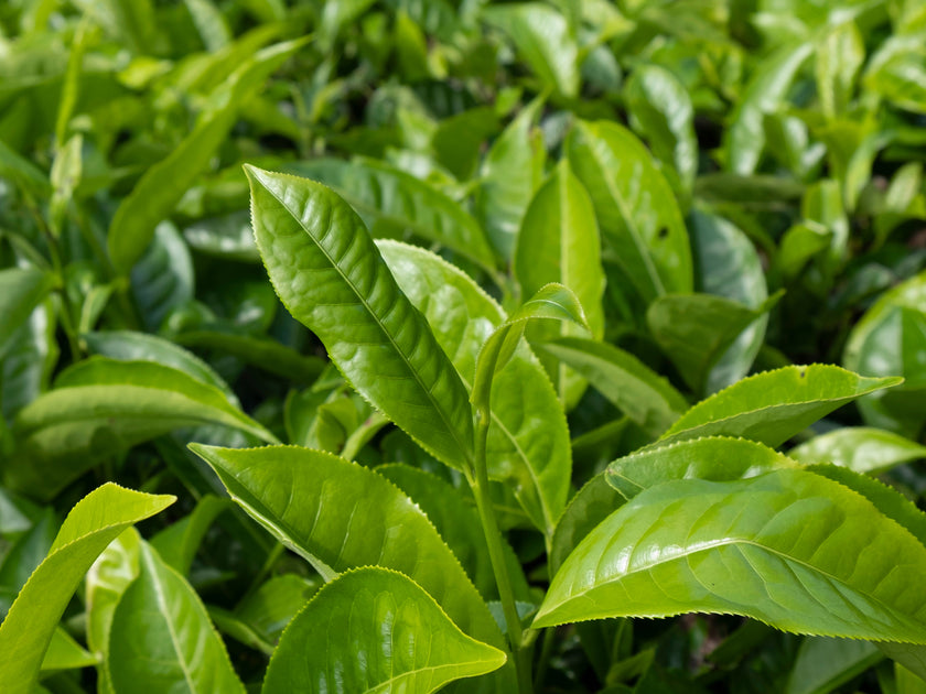 Green Tea Extract  