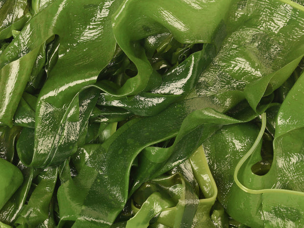 Algal Oil