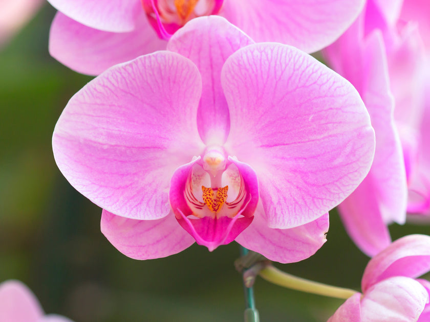 Orchid Mist Fragrance