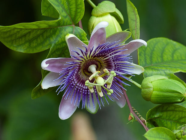 Passion Flower