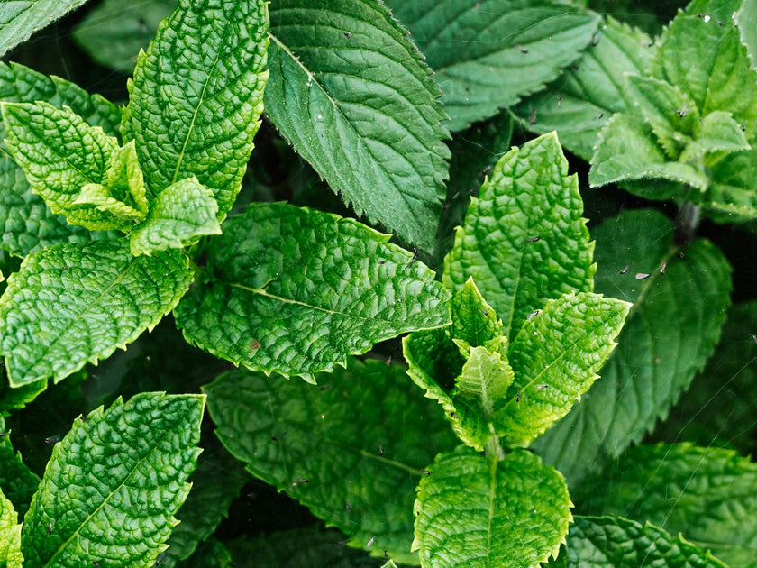 Peppermint Oil