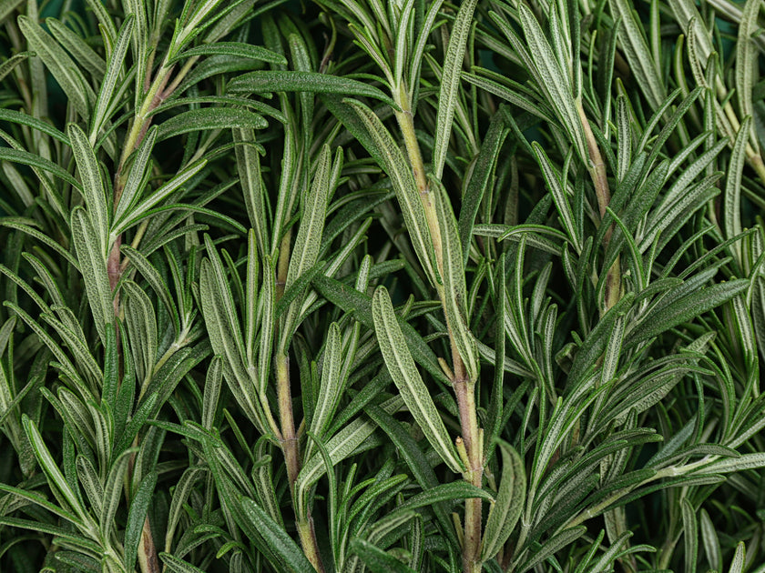 Rosemary Oil