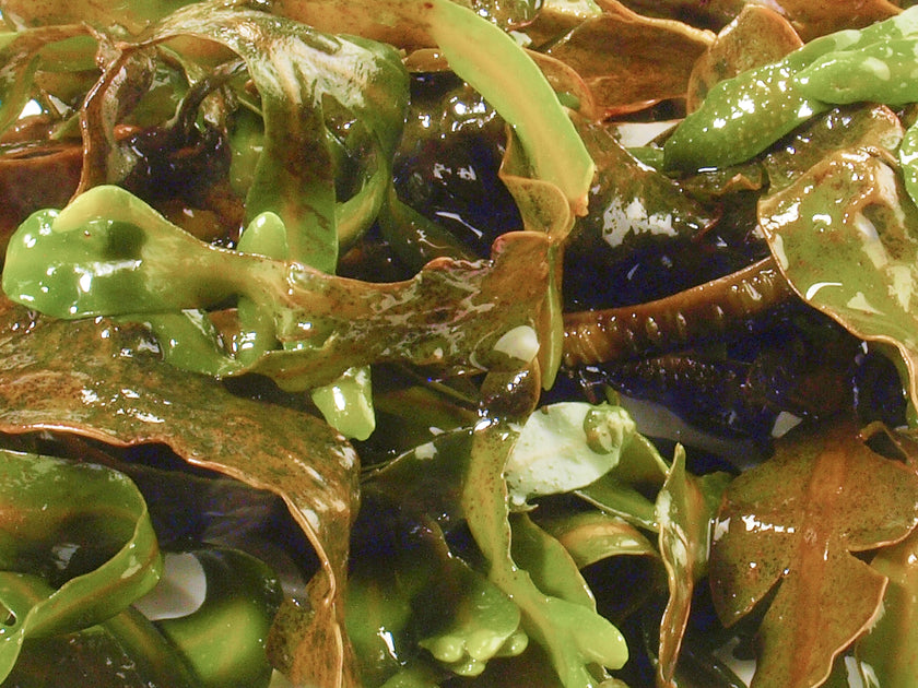 Norwegian Seaweed