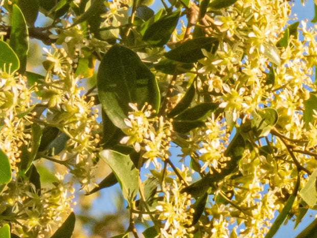 Soap Bark (Quillaja saponaria)